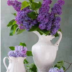 Постер «Натюрморт с сиренью в белом кувшине», 30 см х 40 см